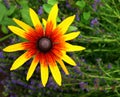 Large rudbeckia flower in summer garden Royalty Free Stock Photo