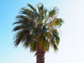 Large Ruffled Fan palm tree with wavy green leaves and clear blue Sky on a sunny day in Malaga Spain