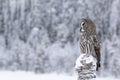 Large ruler of the taiga forest, Great grey owl, Strix nebulosa sitting on a stump Royalty Free Stock Photo