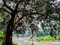 A large Sacred fig tree and a small flowing rural river in the morning in India