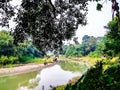 A large Sacred flg tree and a small flowing rural river in the morning in India