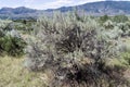 Large sagebrush plant in the desert