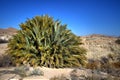 Large Sago Palm In Desert Wilderness Royalty Free Stock Photo