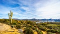 Large Saguaro Cactus and many other cacti and shrubs in the mountainous desert landscape near Lake Bartlett