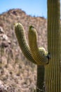 Large Saguaro cactus in Saguaro National Park in the Sonoran Desert of Tucson Arizona Royalty Free Stock Photo