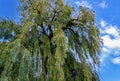 Large Salix babylonica Babylon willow or weeping willow
