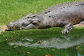 Large salt water crocodile (Crocodylus porosus)