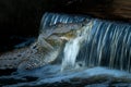 Large Saltwater crocodile drinking water from a small waterfall Royalty Free Stock Photo