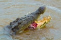 A Large Saltwater Crocodile Eating A Meat