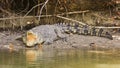 Large saltwater crocodile Royalty Free Stock Photo