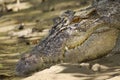 Large saltwater crocodile