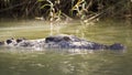 Large saltwater crocodile