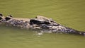 Large saltwater crocodile swimming