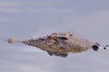 A large saltwater crocodile swimming in the South Alligator river, in Kakadu National Park, Australia