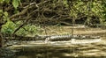A large Saltwater Estuarine Crocodile