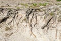 Sandy area with exposed tree roots Royalty Free Stock Photo