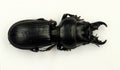Large sandy predatory ground beetle Scarites buparius Carabidae