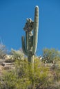 Large Saquaro With Corona Formation Growing At The Top Royalty Free Stock Photo