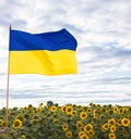 Large satin flag of Ukraine in yellow and blue colors against the background of blooming fields of sunflowers