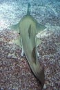 Large sawfish, also known as carpenter shark. Royalty Free Stock Photo