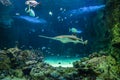 Large sawfish and other fishes swimming in a large aquarium Royalty Free Stock Photo