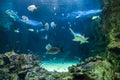 Large sawfish and other fishes swimming in a large aquarium