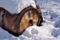 Large sawn poplar tree trunk with hole covered with snow