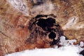 Large sawn poplar tree trunk with hole in center covered with snow, close up