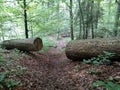 Large sawn tree on two part for pass path Beech broken Obstacle concept Hard life Cleared passage