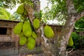 A large scale of jackfruits hanging on the tree. Jackfruit is the national fruit of Bangladesh. It is a seasonal summer time fruit