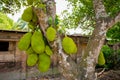 A large scale of jackfruits hanging on the tree. Jackfruit is the national fruit of Bangladesh. It is a seasonal summer time fruit