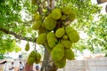 A large scale of jackfruits hanging on the tree. Jackfruit is the national fruit of Bangladesh. It is a seasonal summer time fruit