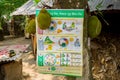 A large scale of jackfruits hanging on the tree. Jackfruit is the national fruit of Bangladesh. It is a seasonal summer time fruit