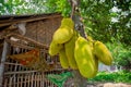 A large scale of jackfruits hanging on the tree. Jackfruit is the national fruit of Bangladesh. It is a seasonal summer time fruit