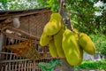 A large scale of jackfruits hanging on the tree. Jackfruit is the national fruit of Bangladesh. It is a seasonal summer time fruit