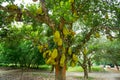 A large scale of jackfruits hanging on the tree. Jackfruit is the national fruit of Bangladesh. It is a seasonal summer time fruit