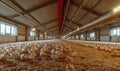 Large-scale poultry farm with numerous chickens in spacious barn environment, showcasing rows of white chickens on straw Royalty Free Stock Photo
