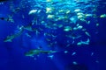 Large scale sealife oceanarium with many species of underwater a