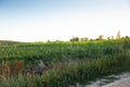 Ukrainian sunflower field against the background of the blue sky Royalty Free Stock Photo