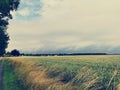 View over Kornfeld with small village on the horizon Royalty Free Stock Photo