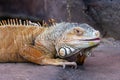 Large scaled iguana looking at the camera with an open mouth lying on a rock Royalty Free Stock Photo