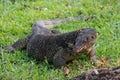 A large scaled monitor lizard in a park in Thailand is hunting on the grass