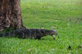 A large scaled monitor lizard in a park in Thailand is hunting on the grass