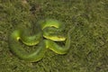 Large scaled pit viper, Trimeresurus macrolepis, Viperidae, Eravikulam National Park, Kerala, India