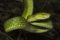 Large scaled pit viper, Trimeresurus macrolepis, Viperidae, Eravikulam National Park, Kerala, India