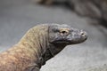 Zoo The large-scaled water monitor Varanus nuchalis