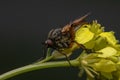 Large scary fly on a yellow flower stem in the woods Royalty Free Stock Photo
