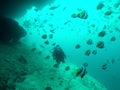 Marine Angel Fish swimming around Scuba Divers