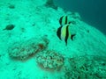 Marine Angel Fish swimming in the depth at Dish Head Dive Site, Maldives