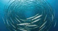 A large school of barracuda fish swims in a circular formation underwater Royalty Free Stock Photo